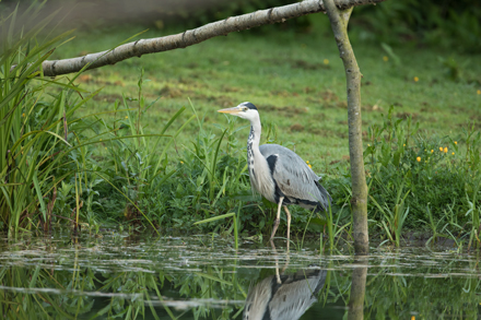 Heron, High Batts