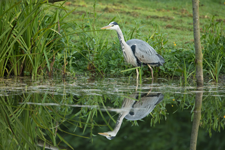Heron, High Batts