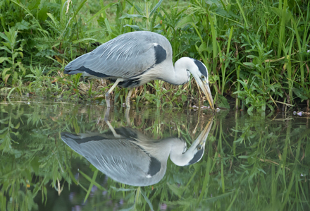 Heron, High Batts