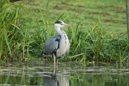 Heron, High Batts