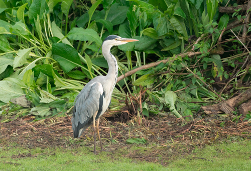 Heron, High Batts