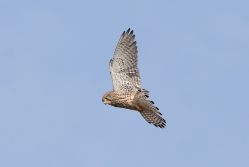 Kestrel hovering