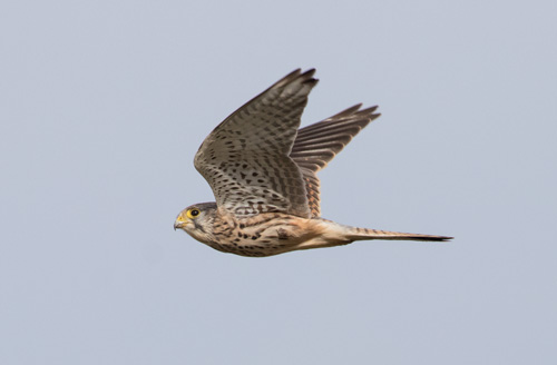 Kestrel in flight Kestrel in flight, RSPB St Aidan's