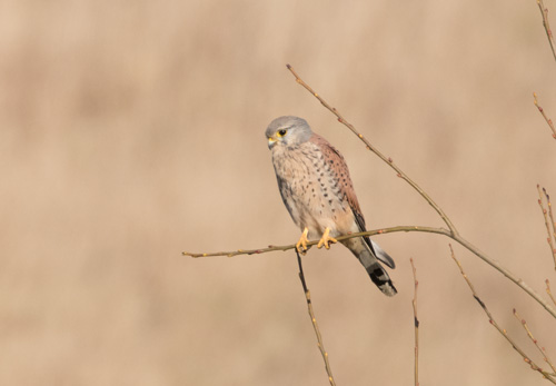 Male kestrel