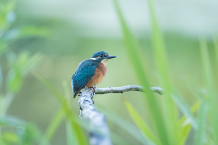 Kingfisher, High Batts