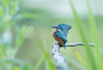 Kingfisher, High Batts