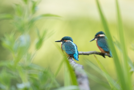 Kingfisher, High Batts
