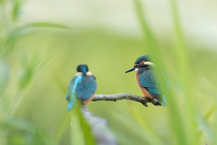 Kingfisher, High Batts