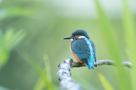 Kingfisher, High Batts