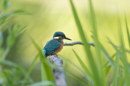 Kingfisher, High Batts