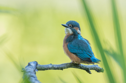 Kingfisher, High Batts