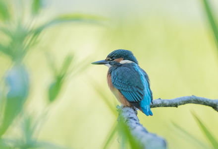 Kingfisher, High Batts