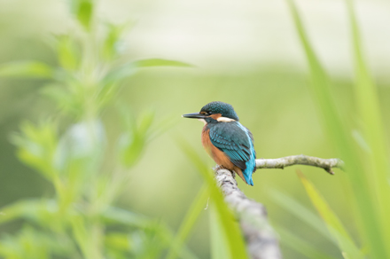 Kingfisher, High Batts