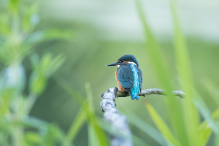 Kingfisher, High Batts