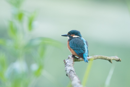 Kingfisher, High Batts