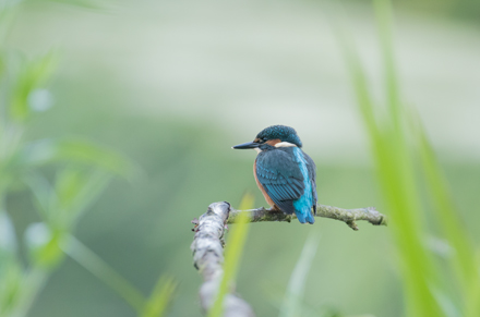 Kingfisher, High Batts