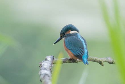 Kingfisher, High Batts