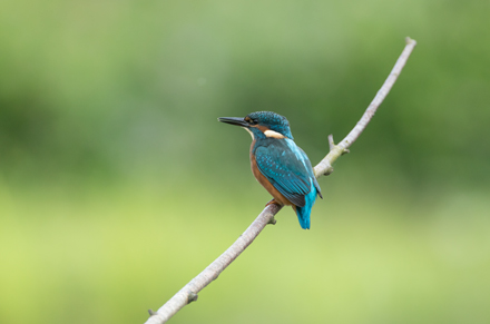 Kingfisher, High Batts
