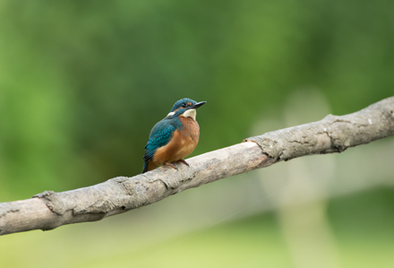 Kingfisher, High Batts