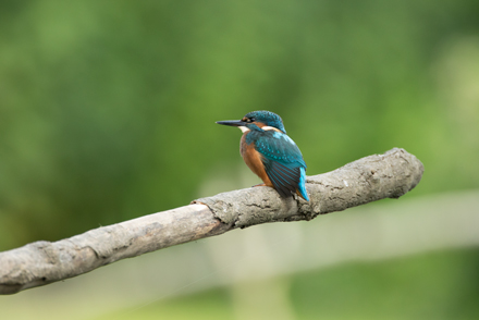 Kingfisher, High Batts