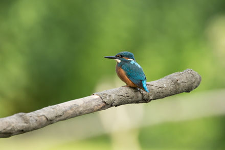 Kingfisher, High Batts