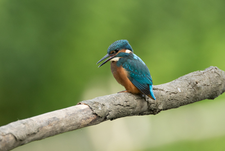Kingfisher, High Batts
