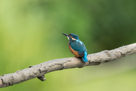 Kingfisher, High Batts
