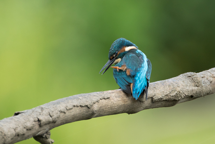 Kingfisher, High Batts