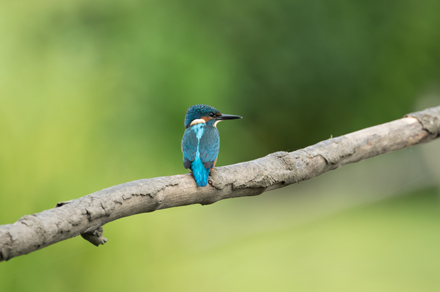 Kingfisher, High Batts