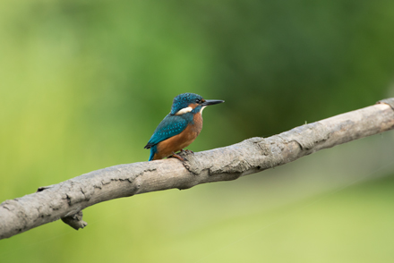 Kingfisher, High Batts