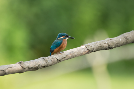 Kingfisher, High Batts
