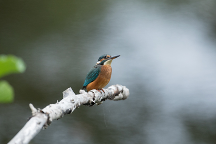 Kingfisher, High Batts