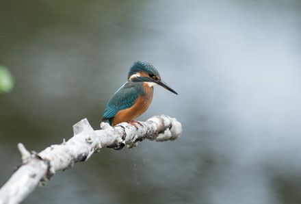 Kingfisher, High Batts