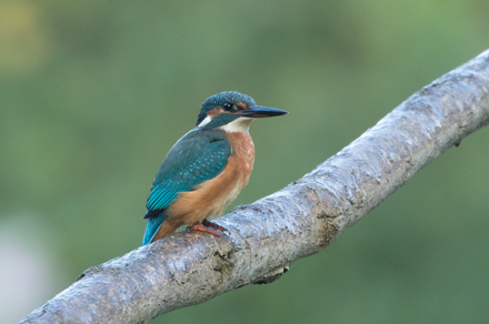 Kingfisher, High Batts