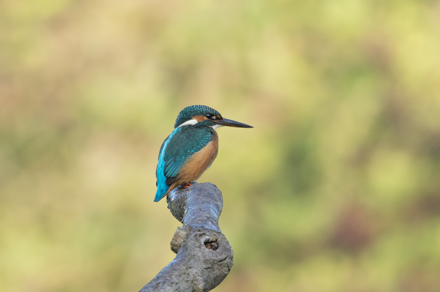 Kingfisher, High Batts