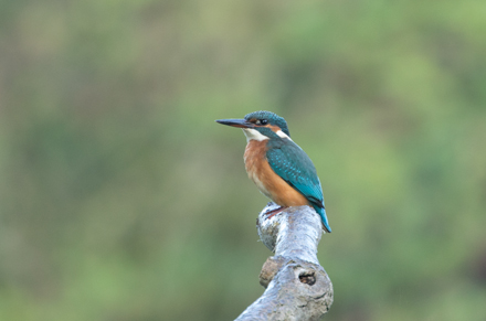 Kingfisher, High Batts