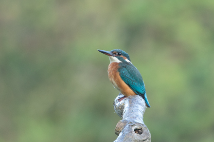 Kingfisher, High Batts