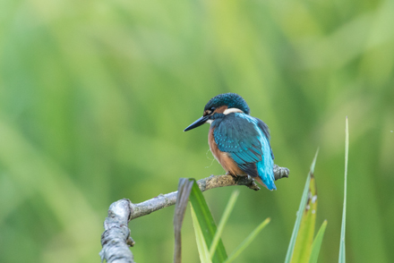 Kingfisher, High Batts