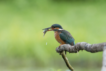 Kingfisher, High Batts