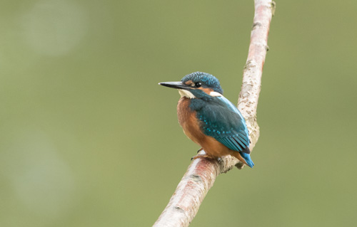 Kingfisher Kingfisher, High Batts