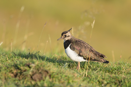 Lapwing, Yorkshire Dales