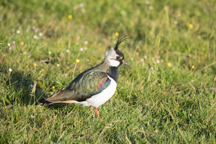 Lapwing, Yorkshire Dales