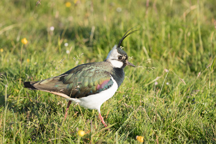 Lapwing, Yorkshire Dales