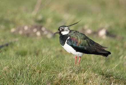 Lapwing, Coverdale