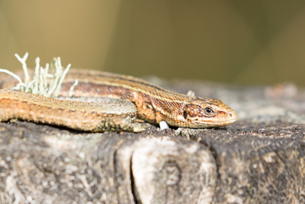 Common Lizards, Timble Ings