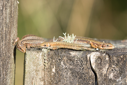 Common Lizards, Timble Ings