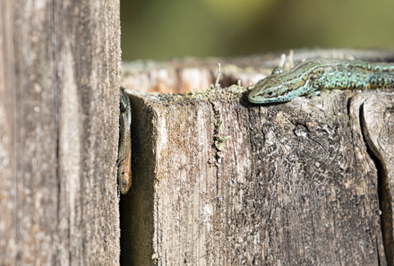 Common Lizard, Timble Ings