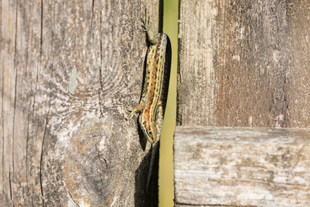 Common Lizard, Timble Ings