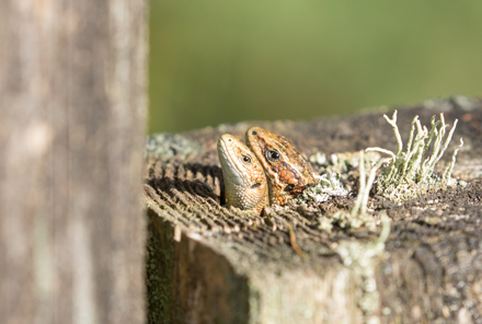 Common Lizards, Timble Ings