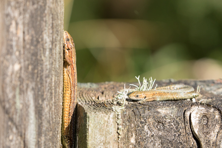 Common Lizards, Timble Ings